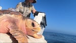 Moira the loggerhead sea turtle prepares to dive into the Pacific Ocean outside of San Diego Bay on Oct. 23, 2024.