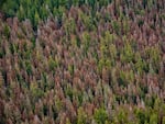 Tree health specialists scan forests, looking for fir trees that have turned red, which indicates that they are dead.