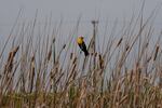 A Yellow-Headed Blackbird rests in a wetlands area East of Bakersfield, Calif.