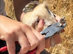 Solai Le Fay, a graduate student at Boise State University, bands a 23-day-old burrowing owl.