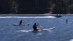 Stand-up paddleboarders pass through a no-wake zone near a group of floating homes where towed water sports like tubing are no longer allowed from May through September on this crowded stretch of the Willamette River.