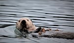This wild sea otter in Prince William Sound, Alaska, is a descendant of the few otters that survived the Fur Trade.