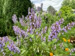 Common sage, blooming in the author's yard.