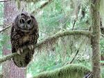 The spotted owl population is getting smaller. 