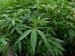 For decades, researchers in the U.S. had to use only marijuana grown at a facility located in Oxford, Mississippi. A few other approved growers have been added in recent years.