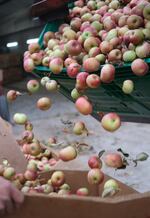 Workers prepping apples for donation at Taylor Farms in Inwood, West Virginia.