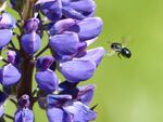 Wild bees are more abundant than cultivated bees. That's one reason they are considered important pollinators.