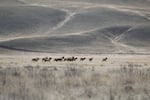 A group of elk runs from Yakama Nation hunters on the Hanford Reach National Monument in December 2023.