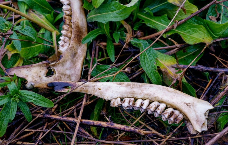 An animal jawbone is charred, near the Santiam State Forest area, Feb. 26, 2021.