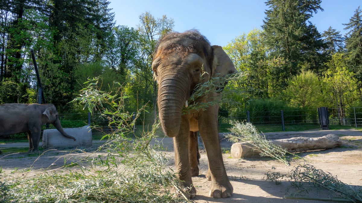 North America’s only Bornean elephant lives at the Oregon Zoo North America’s only Bornean elephant lives at the Oregon Zoo