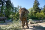 Bornean elephant Chendra browsing on bamboo at the Elephant Lands habitat in Oregon Zoo, Portland, Ore., on April 17, 2025.