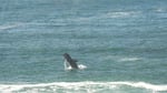 A gray whale calf breaches from the water in Depoe Bay during the summer in 2022. The Whale Watch Week event during the spring is a chance to catch gray whales migrating north along the Oregon Coast to Alaska , some of whom recently birthed calves off the Baja peninsula in Mexico.