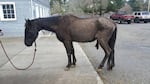 Justice shortly after he arrived at a horse rescue in 2017. 