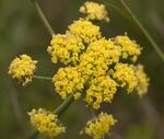 The Bradshaw's lomatium, a member of the parsley and carrot family, may be de-listed by the USFWS. It's found in just a few locations in Oregon and Washington.