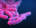 A medical illustration depicts the Shigella bacteria, a leading cause of diarrheal disease.