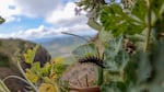 An endangered Oregon silverspot butterfly larvae raised at the Oregon Zoo feeds on an early blue violet after being released at Saddle Mountain in June 2025.