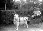 Children posing in goat-drawn carts were popular photo subjects in the early 1900s. Amos Voorhies, owner and publisher of the Rogue River Courier weekly newspaper in Grants Pass, bicycled around rural Southern Oregon with a bulky glass-plate camera, capturing children at play, families posed in front of their houses, men and women working at everyday tasks and other facets of frontier life that otherwise would have been lost to history.
