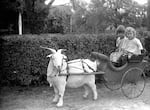 Children posing in goat-drawn carts were popular photo subjects in the early 1900s. Amos Voorhies, owner and publisher of the Rogue River Courier weekly newspaper in Grants Pass, bicycled around rural Southern Oregon with a bulky glass-plate camera, capturing children at play, families posed in front of their houses, men and women working at everyday tasks and other facets of frontier life that otherwise would have been lost to history.