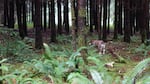 Molly explores a stand of trees on Cilde Grover's tree farm in Brookings, Oregon.