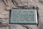 The long-standing plaque at the foot of the Old Apple Tree testifies to how the community recognized the significance of the tree early on.