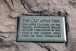 The long-standing plaque at the foot of the Old Apple Tree testifies to how the community recognized the significance of the tree early on.