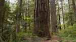 Old growth forest in the western Cascades.