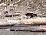 A wolverine along the banks of the Columbia River.