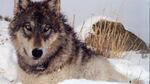 Gray wolf (file photo).