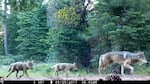 FILE - This remote camera image provided by the U.S. Forest Service shows a female gray wolf and two of the three pups born in 2017 in the wilds of Lassen National Forest in northern California on June 29, 2017.