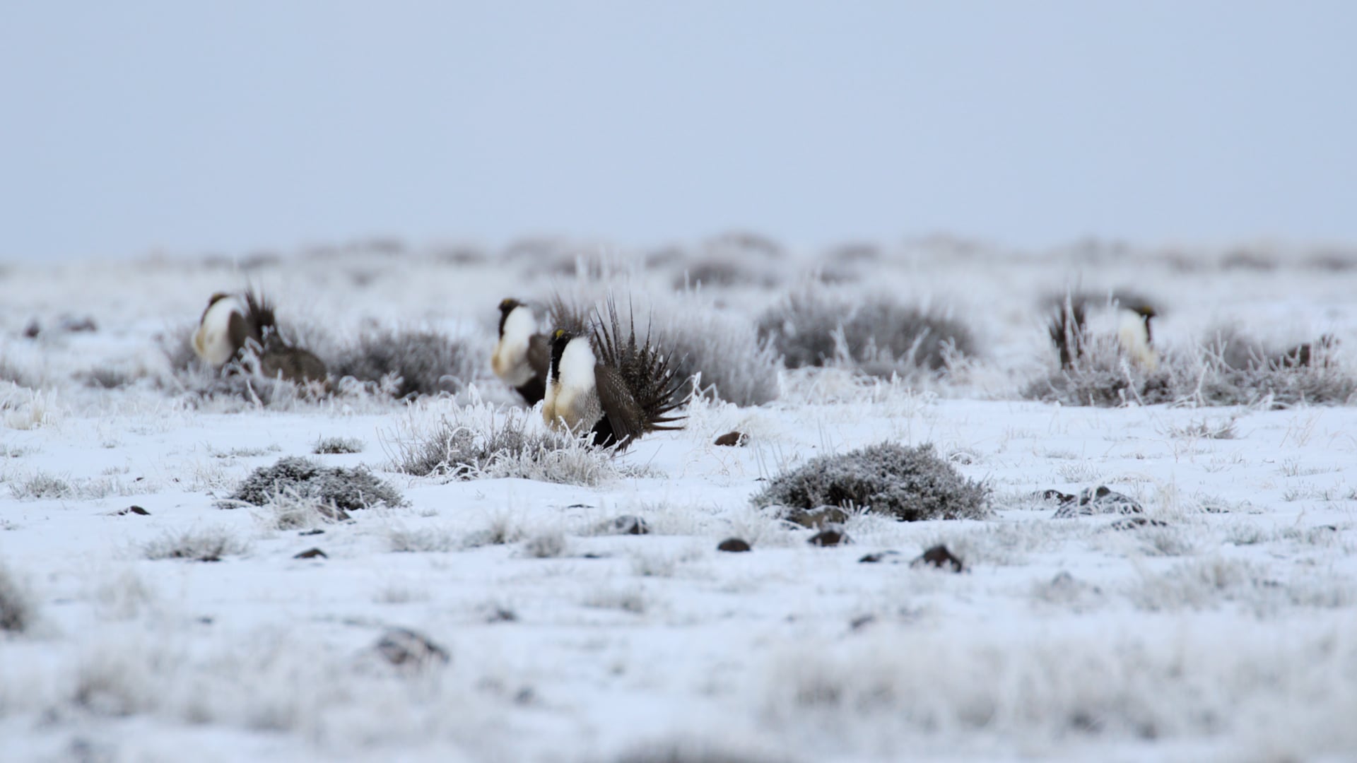 Male sage grouse strut on a mating site known as a lek on Roaring Springs Ranch in southeast Oregon's Harney County on April 2, 2025.