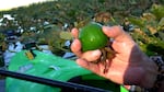 Garin Riddle holds a wocus bulb that he harvested from a marsh near Southern Oregon's Upper Klamath Lake in August 2023.