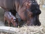 The baby calf and mother Bibi are healthy, and the zoo says they are "inseparable."