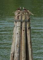 Two osprey nest atop a channel marker in Multnomah Channel next to Sauvie Island.