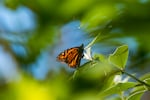 FILE - A butterfly sits on a leaf at Monarch Grove Sanctuary in Pacific Grove, Calif., on Nov. 10, 2021.