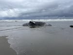 In this provided image, a deceased 40-foot male Gray whale was found on the south end of Seaside Beach on April 14, 2026. A necropsy is planned for later in the week to learn more about how the whale may have died.