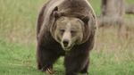 A captive grizzly bear at Washington State University's Bear Center. Before hibernating, grizzly bears can put on 10 pounds a day.