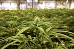 Cannabis plants grow at an indoor facility.