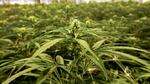 Cannabis plants grow at an indoor facility.
