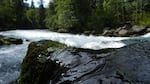 The site near Husum, WA where chinook are being released. Removing the Condit Dam will open up 8 miles of habitat for chinook, 21 miles for coho, and 33 miles for steelhead.  