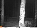 A gray wolf spotted by trail cameras near Leavenworth in the Washington Cascades.