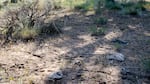 ATV tracks zig-zag through an area that's closed to motorized vehicles in the winter.