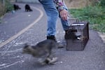 Diana Moissant releases a cat from a trap at a colony in Medford on Sept. 29, 2025.