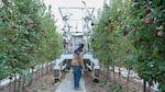 In this image collected from video footage, Advanced Farm Systems Engineering Manager Michael Corsetto demonstrates his company's new robotic apple harvester in Quincy, Washington, in November 2022.