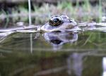 Cascades frogs like this one face multiple threats: they're eaten by non-native trout, and now, increasingly, they're losing habitat to climate change.