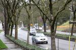 The moss in trees across the city of Portland can be used to test for air pollution.