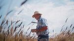 Farmer and Camas Country Mill owner Tom Hunton inspects his field of einkorn wheat—an heirloom grain that harks back to the Fertile Crescent.