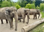 From left to right: Sung-Surin, three month-old calf Tula-Tu, Rose-Tu and Chendra in Elephant Lands, April 28, 2025. Bornean elephants like Chendra are the smallest Asian elephant subspecies and are distinctly smaller than their mainland Asia cousins.