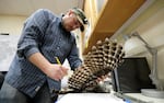FILE - Wildlife technician Jordan Hazan records data in a lab from a male barred owl he shot earlier in the night, Oct. 24, 2018, in Corvallis, Ore. U.S. wildlife officials want to kill hundreds of thousands of barred owls in coming decades as part of a controversial plan to help spotted owl populations.