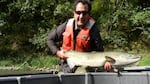 Rod Engle holds a tule fall chinook salmon. 
