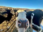 The cows on the Stanko ranch in northwest Colorado are fed cookies as treats. When they don't get any, they resort to trying to lick humans. 